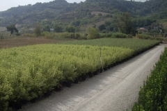 Panoramica vivai 